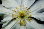 A close up of the center of a flower.