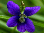 A purple flower with green leaves in the background.