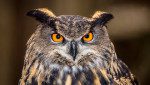 A close up of an owl with orange eyes