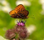 A butterfly is sitting on the flower of a thistle.