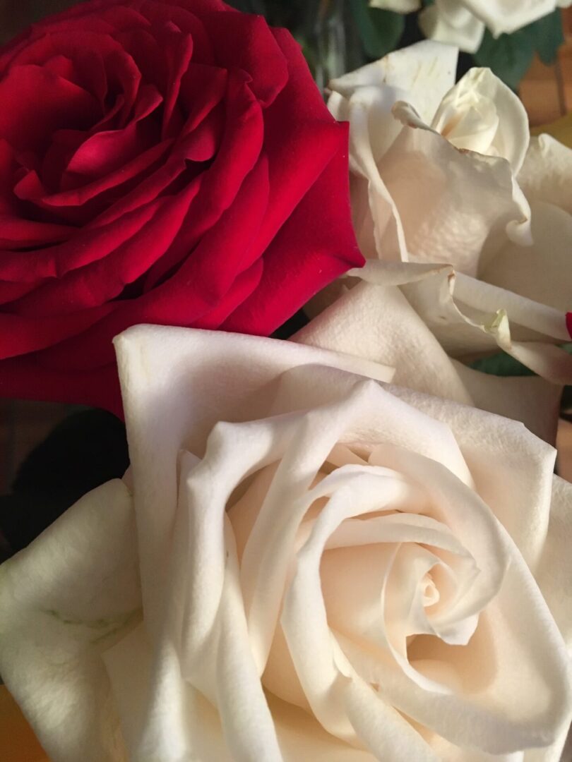 Close-up of white and red roses with delicate petals.
