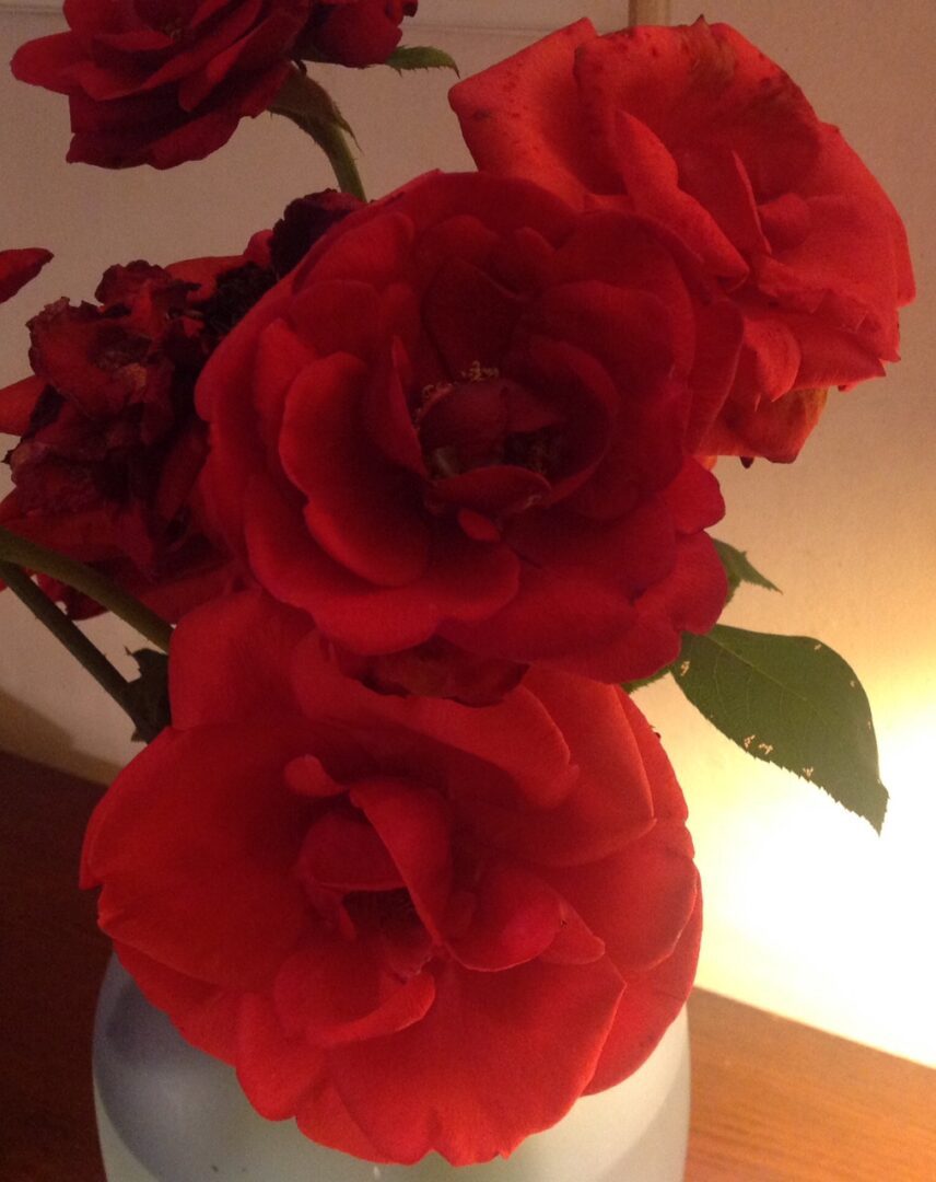 Close-up of vibrant red roses with a soft warm background.